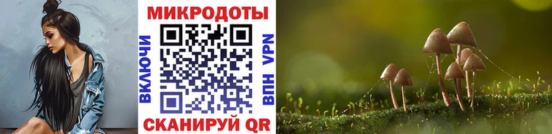 Псилоцибиновые грибы Cubensis как найти дарк нет наркотические препараты Ревда